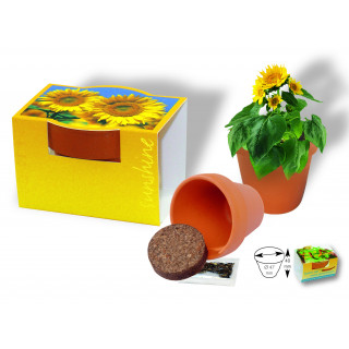 Tontöpfchen Sonne, Zwergsonnenblume, 1-4 c Digitaldruck inklusive