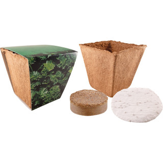 Kräuter Starter Kit, Petersilie