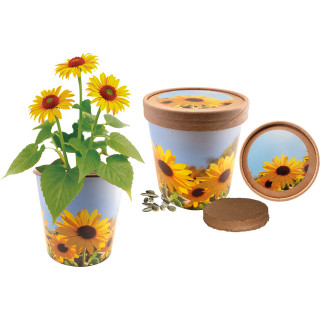Sonnige Grüße, Zwergsonnenblume