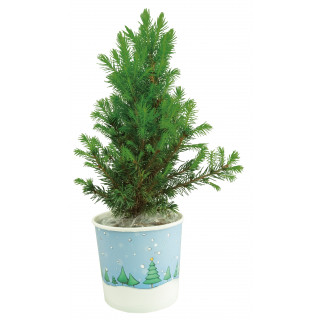 Cup-Bäumchen 20-30 cm, in Einzelkartonage