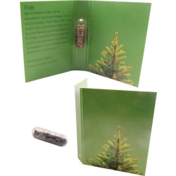 Samenkapsel Weihnachtsbaum, Fichte