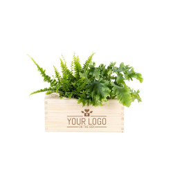 Nature out of the Box mit 2 Pflanzen Nature out of the Box mit 2 Pflanzen