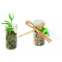 Mini-Glasshouse Fichte, Fichte