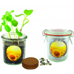 Gläschen Sonne, Zwergsonnenblume