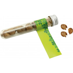 Reagenzglas Viel Glück, Glückskleezwiebelchen