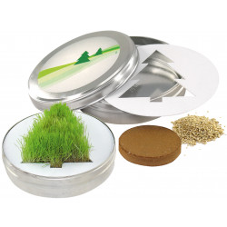 Wachsender Tannenbaum, Gras