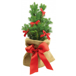 Schleifen-Bäumchen 20-30 cm, in Einzelkartonage