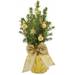 Gold-Bäumchen 20-30 cm, in Einzelkartonage