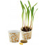 Snack 2Grow Popcorn, Popcorn-Mais