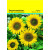 Samentütchen 82 x 114 mm, Zwergsonnenblume