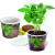 Coffee 2Grow, Kaffeebaum, 1-4 c inklusive