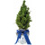 Lichter-Bäumchen 35-45 cm, in Einzelkartonage