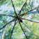 /a/c/ac-pocket-umbrella-fare--nature-black_forrest-design-5593_art_70_detail_238.jpg